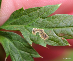 Phytomyza saniculae