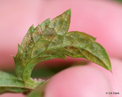 Phytomyza saniculae