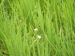Sagittaria trifolia