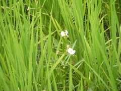 Sagittaria trifolia