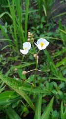 Sagittaria trifolia