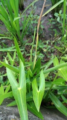 Sagittaria trifolia