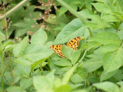 Polygonia c-aureum lunulata