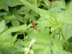 Polygonia c-aureum lunulata