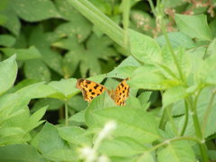 Polygonia c-aureum lunulata
