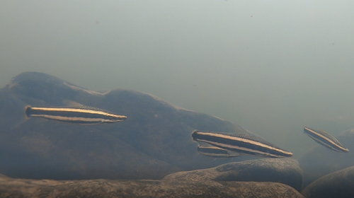 Ternetz's anostomus (Anostomus ternetzi) — Anostomidae — 3