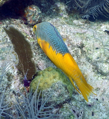 Bodianus rufus