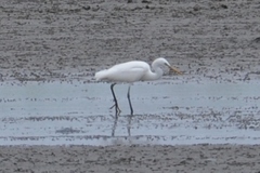 Egretta eulophotes