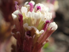 Castilleja exserta latifolia