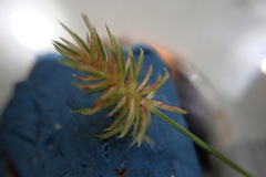 Cyperus retroflexus