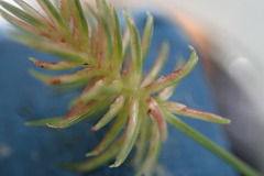 Cyperus retroflexus