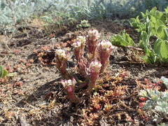 Castilleja exserta latifolia