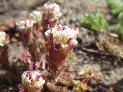 Castilleja exserta latifolia