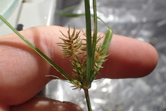 Cyperus retroflexus