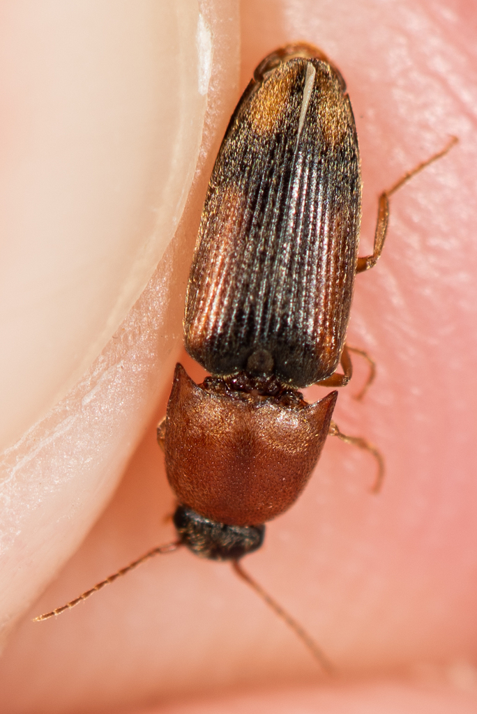 Drasterius atricapillus