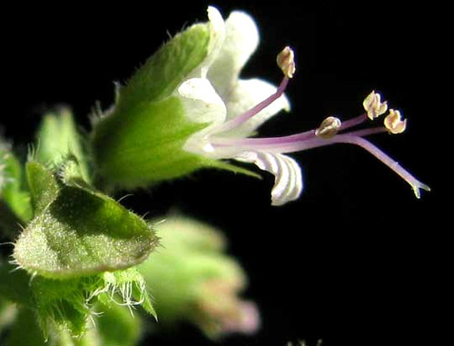 Ocimum campechianum