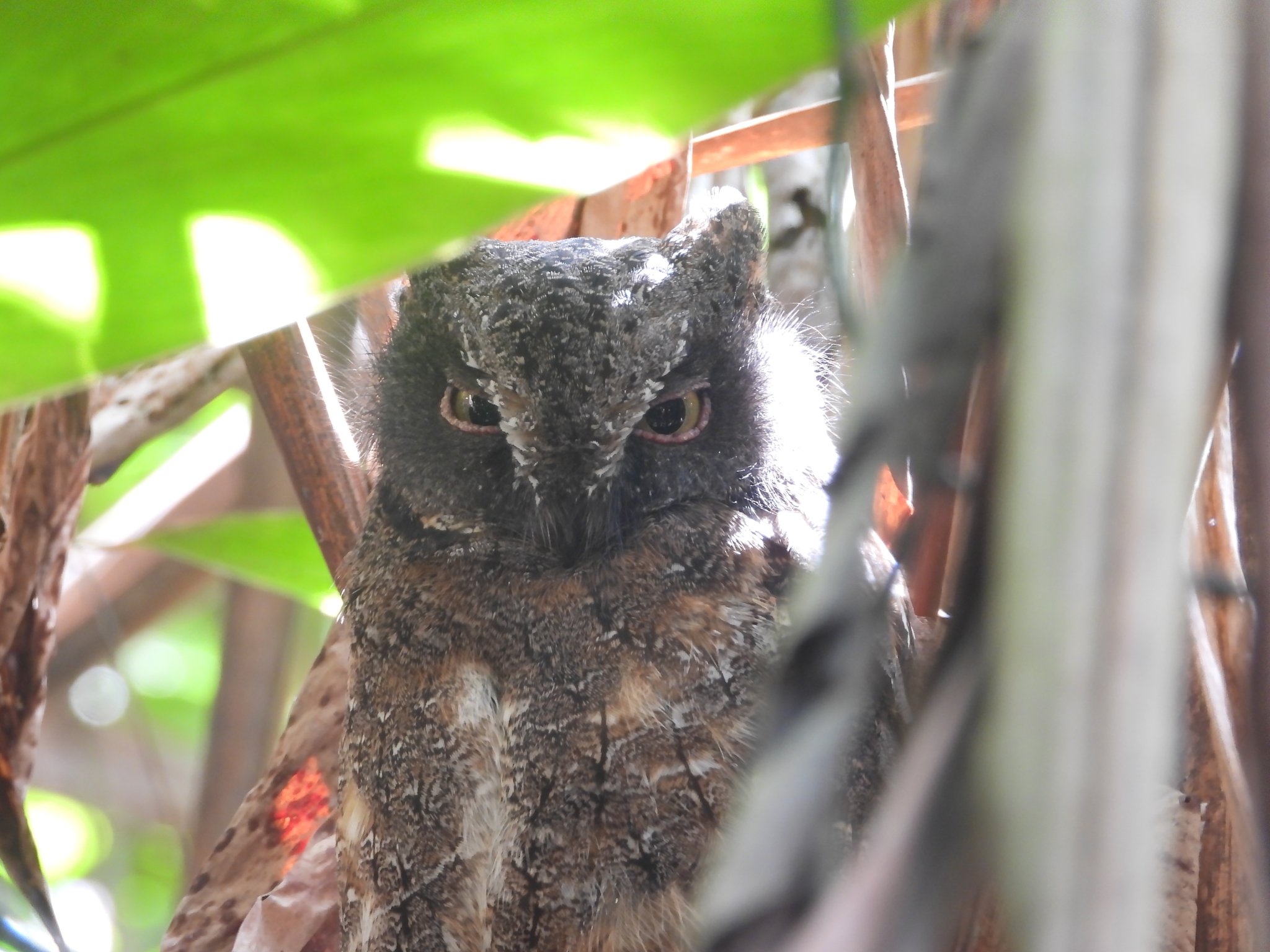 Madagascar Scops Owl (Otus rutilus), photo 7