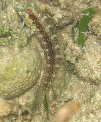 Parablennius marmoreus