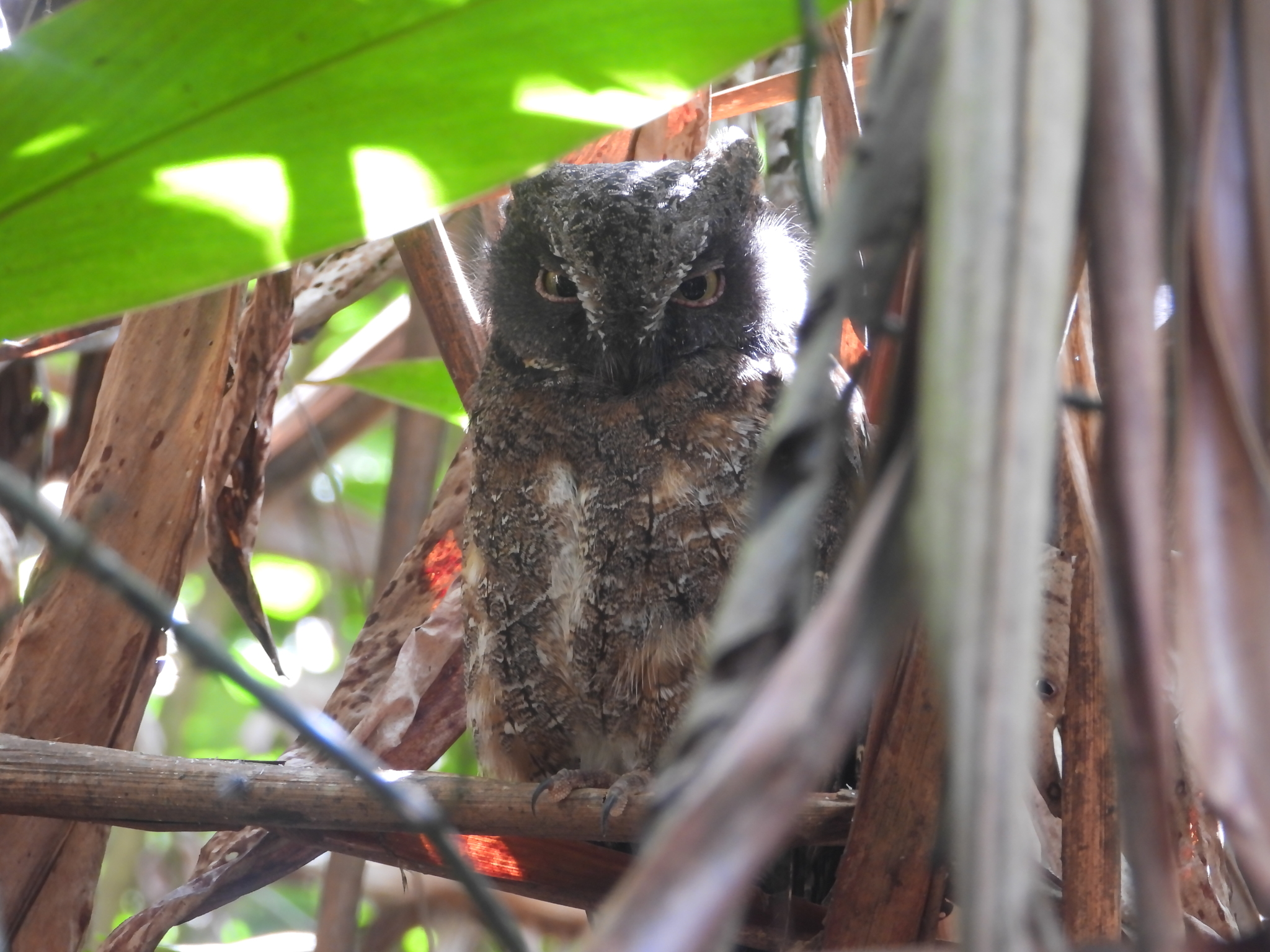 Madagascar Scops Owl (Otus rutilus), photo 8