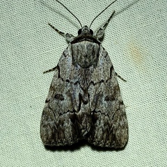 Catocala gracilis