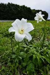 Lilium longiflorum scabrum