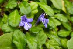 Ajuga pygmaea