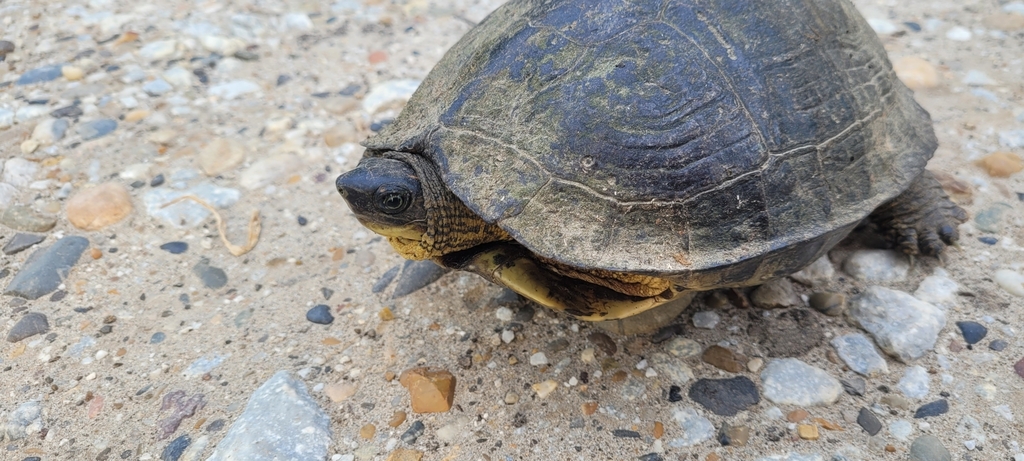 Colombian Wood Turtle from Puerto Nare, Antioquia, Colombia on April 5 ...