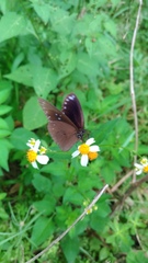 Euploea sylvester swinhoei
