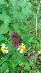 Euploea sylvester swinhoei