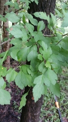 Crataegus viridis