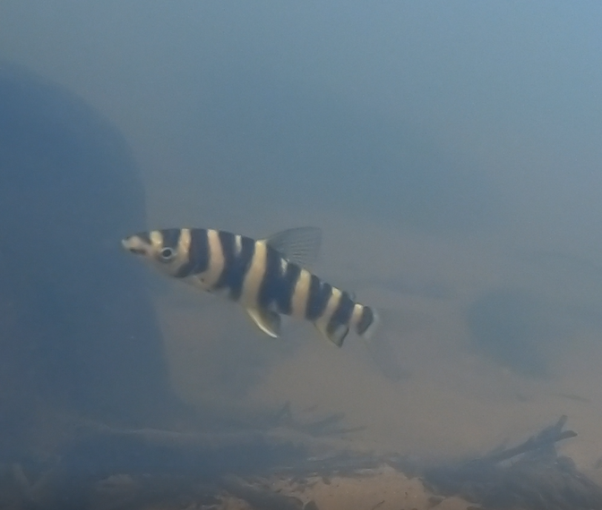 Bleher's leporinus (Leporinus bleheri) — Anostomidae