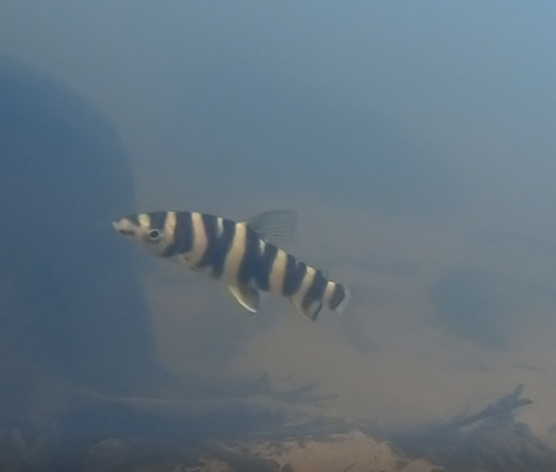 Bleher's leporinus (Leporinus bleheri) — Anostomidae