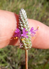Dalea tenuis