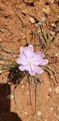 Lygodesmia grandiflora