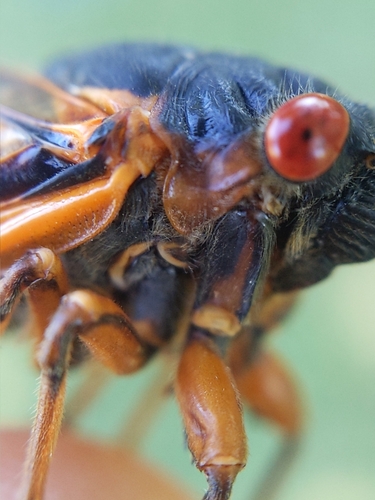 Neotredecim Periodical Cicada photo 2