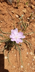 Lygodesmia grandiflora
