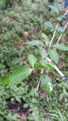 Forestiera acuminata