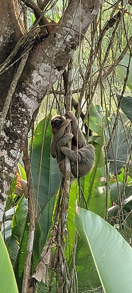 Linnaeus's Two-toed Sloth from Puerto Nare, Antioquia, Colombia on ...