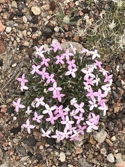 Houstonia rubra