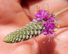 Dalea tenuis