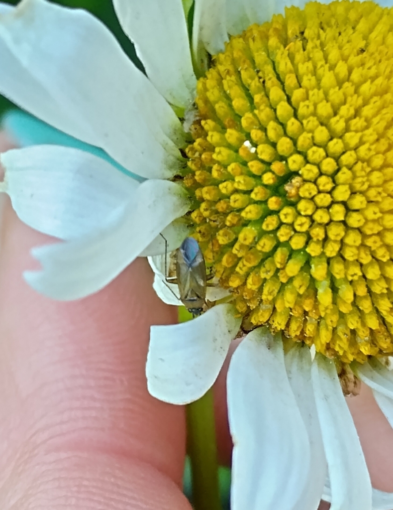 Common Nettle Flower Bug from 04317 Leipzig-Südost, Deutschland on June ...