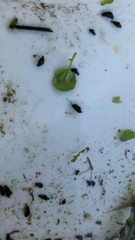 Potamopyrgus antipodarum