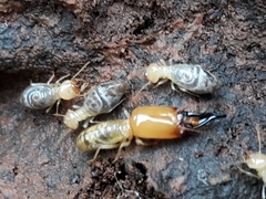 Neocapritermes opacus