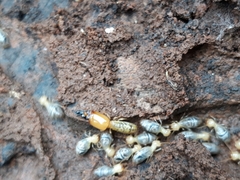 Neocapritermes opacus