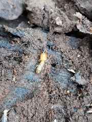 Neocapritermes opacus