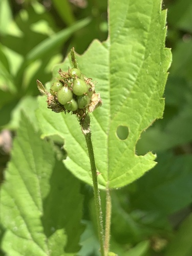 upland dewberry (Rubus invisus)