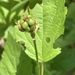 Rubus invisus - Photo (c) Daniel J. Layton, algunos derechos reservados (CC BY), subido por Daniel J. Layton