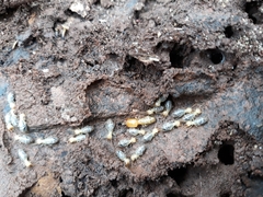 Neocapritermes opacus