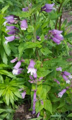 Penstemon canescens