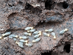 Neocapritermes opacus